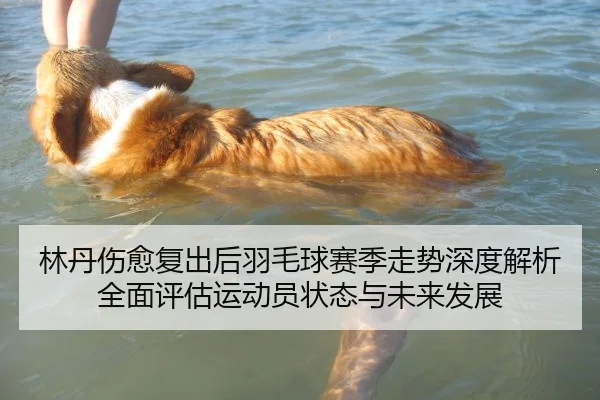 林丹伤愈复出后羽毛球赛季走势深度解析全面评估运动员状态与未来发展